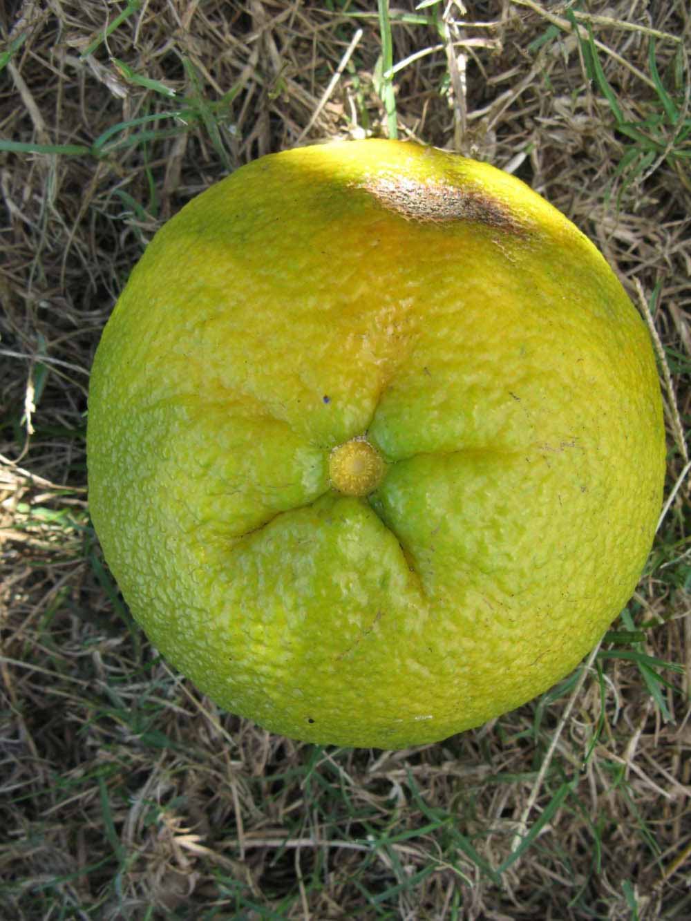            Fruit (Winter Haven, FL)   